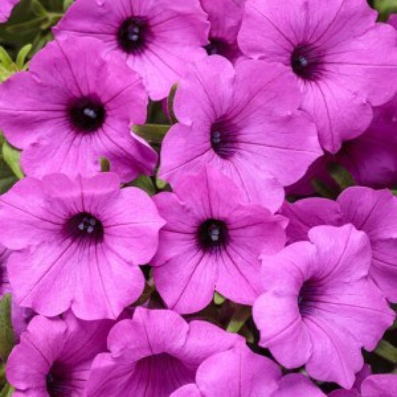 Vista Jazzberry_300x300_300x30098